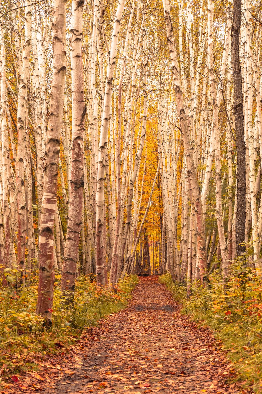A tree-lined forest path, seen both as a whole and in its individual trees